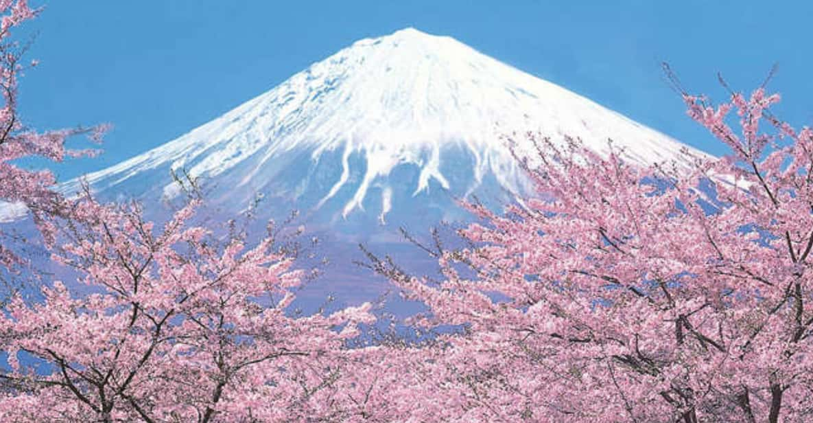 Tokyo to Mt. Fuji Area/Kawaguchiko Transfer Service - Professional Drivers and Communication