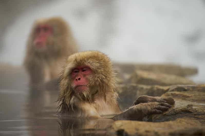 Tokyo to Nagano Snow Monkey Park & Shibu Onsen Private Tour - Itinerary Highlights