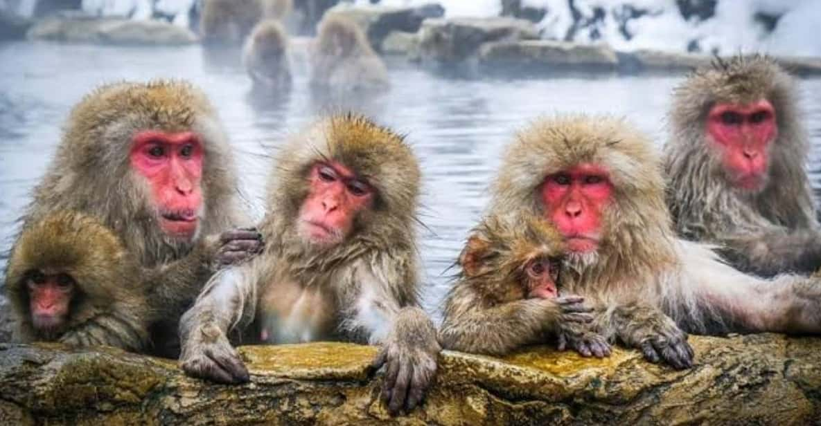 Tokyo To Nagano (Snow Monkey Zenkoji Temple Private Tour) - Key Highlights