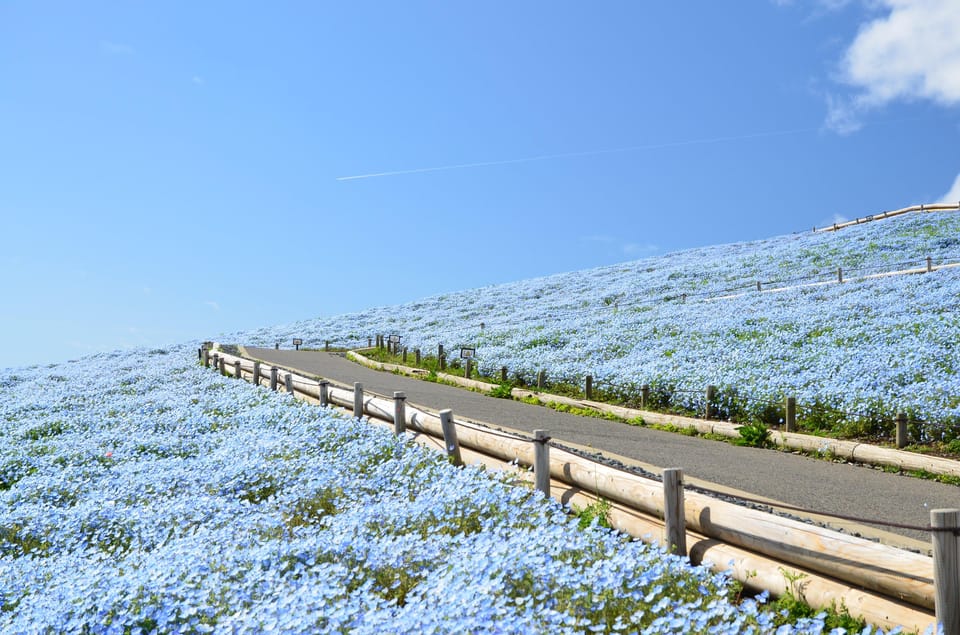 Tokyo:Hitachi Seaside Park and Aquaworld Oarai Aquarium Tour - Live Performances Schedule