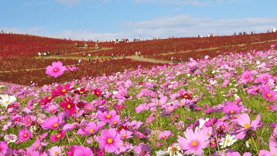 Tokyo:Hitachi Seaside Park and Aquaworld Oarai Aquarium Tour - Inclusions and Amenities