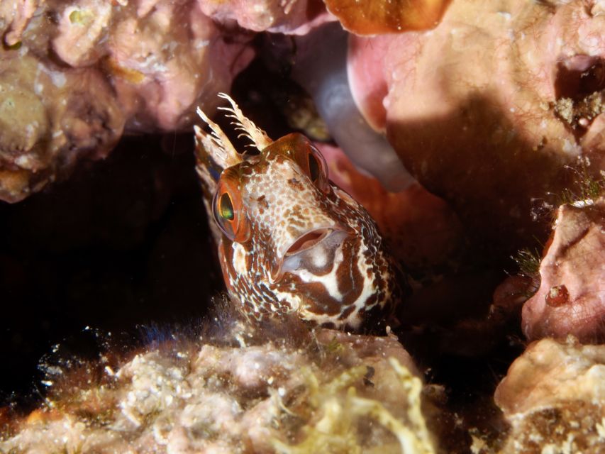 Tossa De Mar: Mar Menuda Dive Trip for Certified Divers - Booking Information