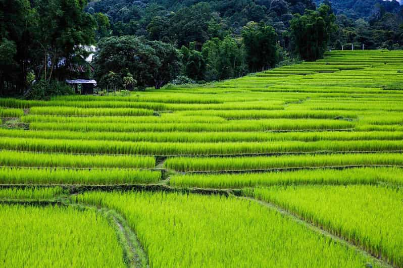 Trek at Doi Inthanon National Park & Pha Dok Siew Trail Trek - Doi Inthanon National Park