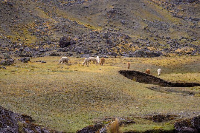 Trek Through the Mountain of Colors Vincunca-Cusco - Meal and Hospitality Offerings