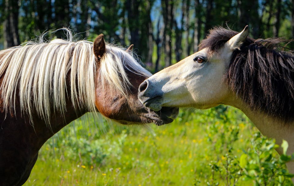 Tromsø: Evening Horseriding Experience - Itinerary and Highlights