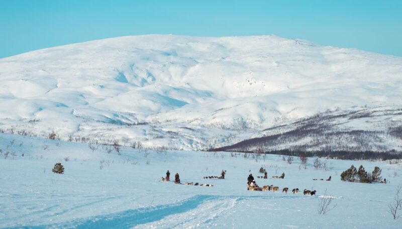Tromsø: Husky Sled Self-Drive With Traditional Lunch - Experience Highlights