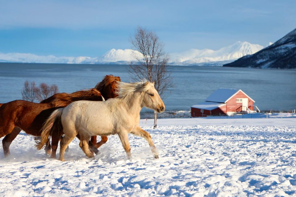 Tromsø: Lyngen Horse Stud Farm Visit - Unique Experience Highlights