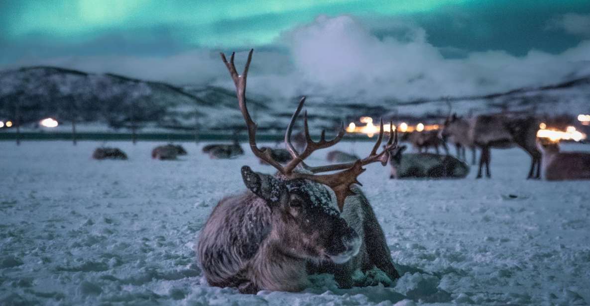 Tromsø: Reindeer Sled, Dinner, and Northern Lights Day Trip - Itinerary Details