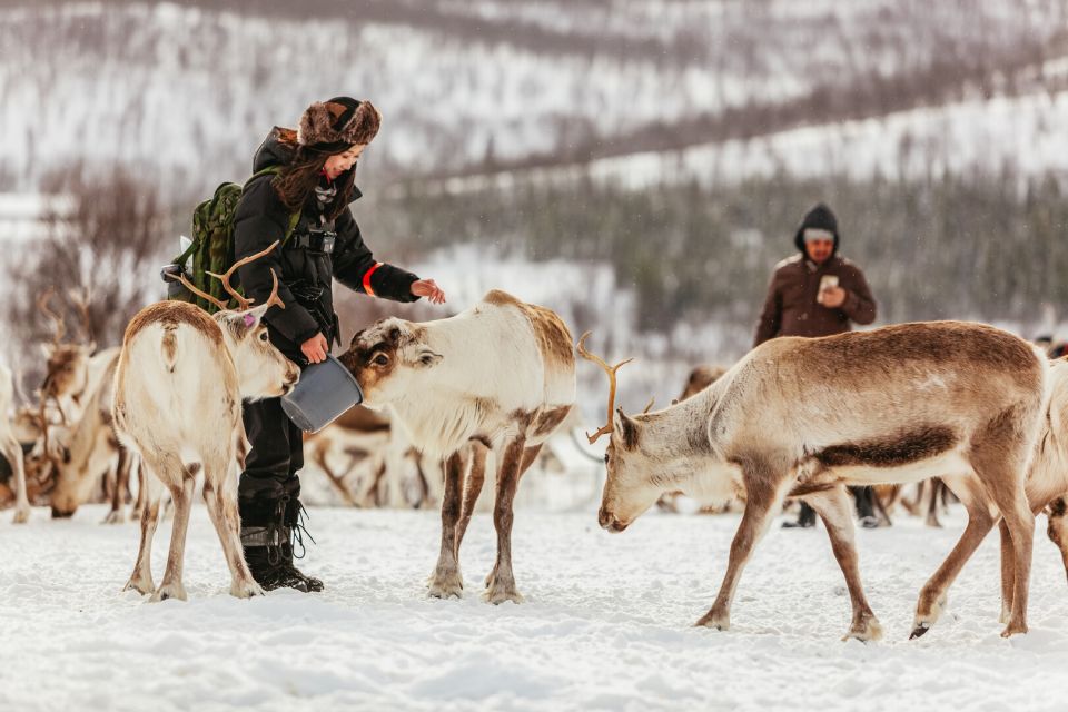 Tromsø: Reindeer Sledding & Feeding With a Sami Guide - Detailed Itinerary