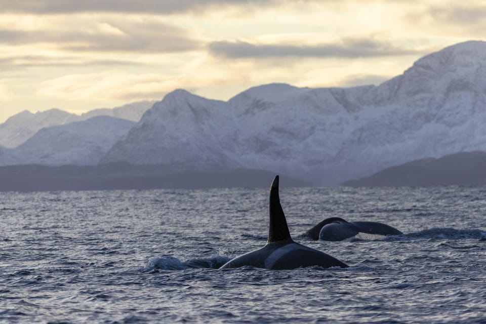 Tromsø Whale Safari With MS Gabriele - Experience Highlights