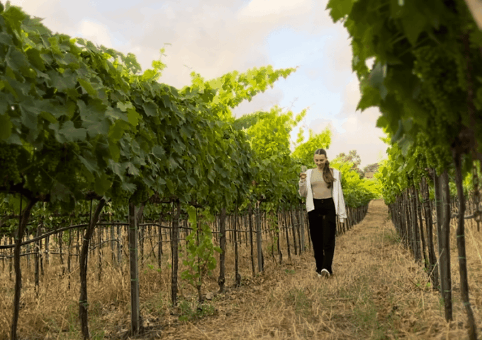 Tropea: Wine and Food Tasting - Tasting of Five Unique Wines