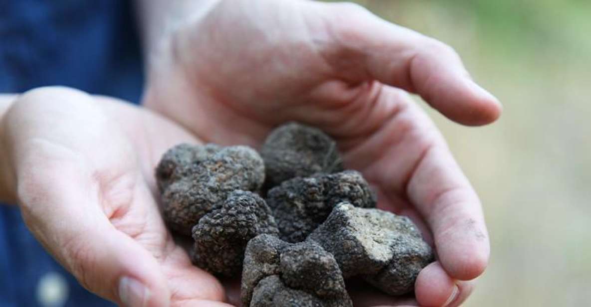 Truffle Hunting in Provence - Unique Experience Features