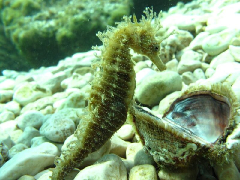 TučEpi: Adriatic Sea Diving Lessons With Guided Dive & Gear - Booking and Cancellation