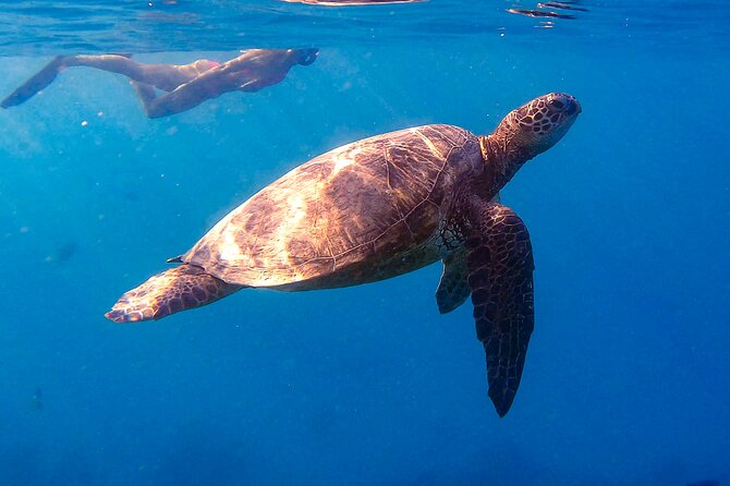 Turtle Canyon Snorkel From Waikiki (Semi Private Boat Tour) - Meeting and Pickup Details