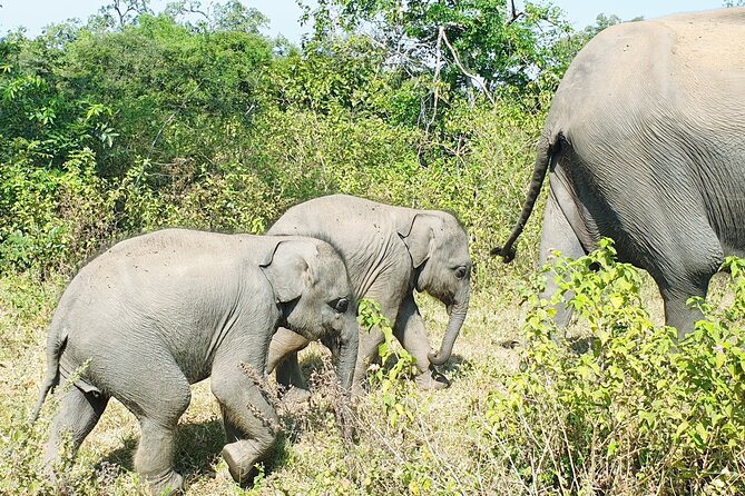 Udawalawe National Park | Private Safari Tours - Unique Safari Experience
