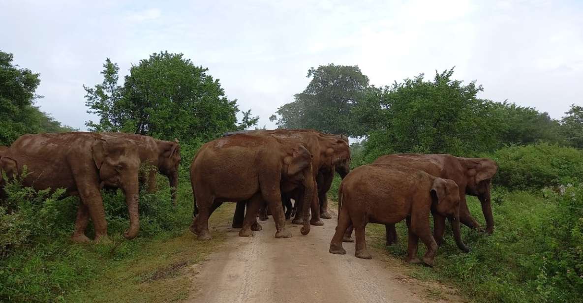 Udawalawe : Udawalawa National Park Half Day Safari Tour - Wildlife Experience