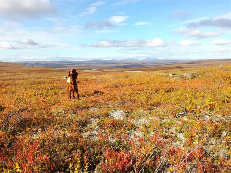 Utsjoki: Guided Hike to Nearby Fells - Trail and Terrain Details