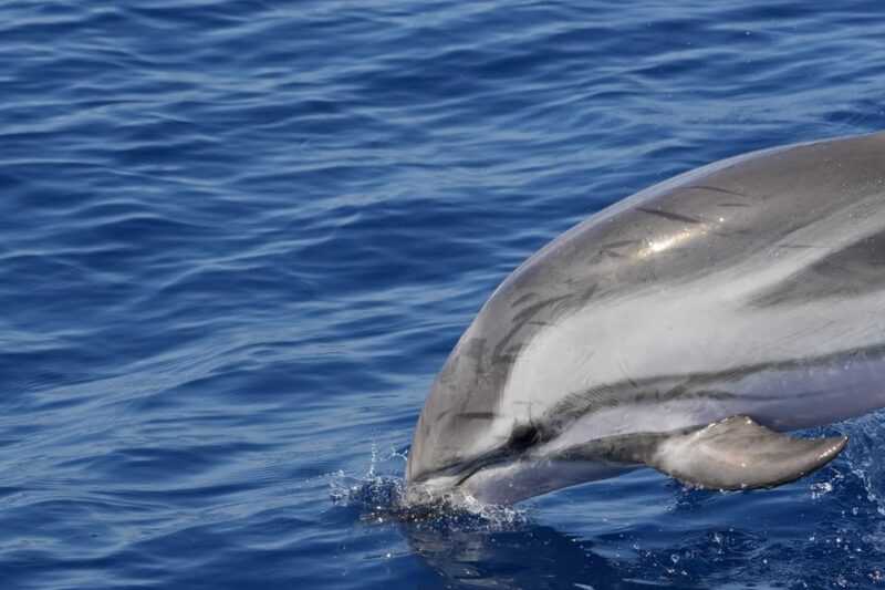 Varazze: Pelagos Sanctuary Wildlife Cruise With Guide - Excursion Highlights