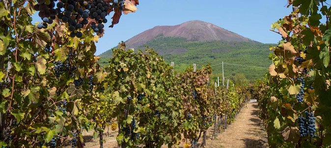 Vesuvius & Vineyard Select From Sorrento - Itinerary and Schedule