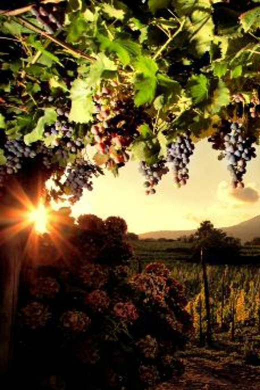 Vesuvius - Wine Tasting From Salerno | Ideal for Cruisers - Itinerary for the Day