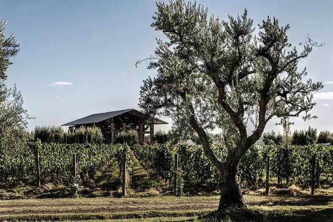 Vineyards With Wine Tasting in Mendoza - History of Mendozas Vineyards