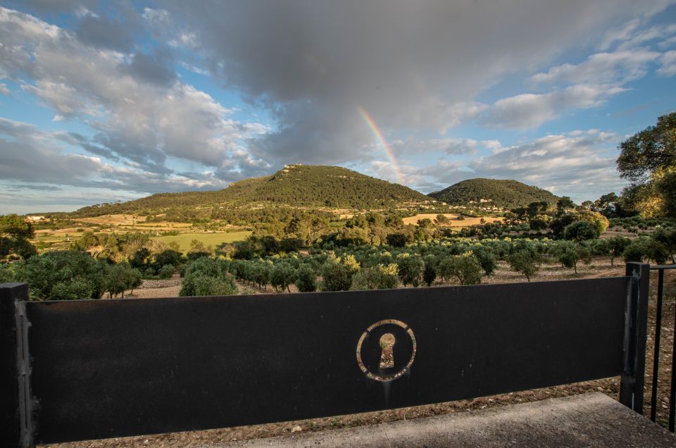 Visit of the Olive Grove, Olive Oil Tasting and Snack - Experience Highlights