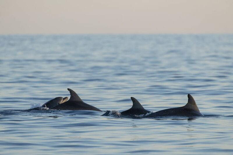 Vrsar: Dolphin Sunrise Adventure With Speedboat - Pricing and Inclusions