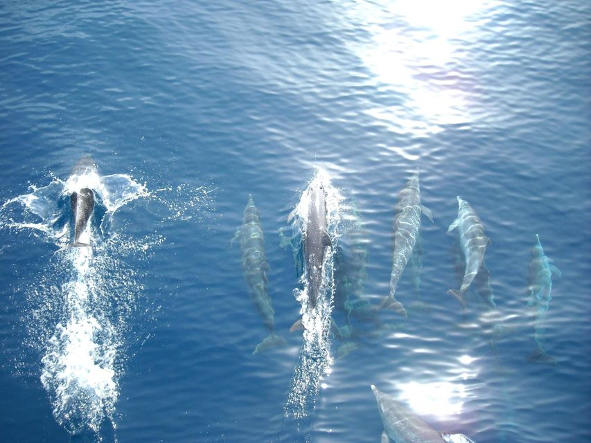 Vrsar: Dolphin Watching Boat Tour Including Drinks - Onboard Amenities