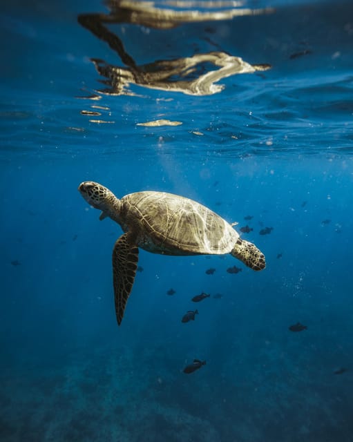 Waikiki: Sea Turtle Snorkeling, Small Group Boat Tour - Itinerary and Experience