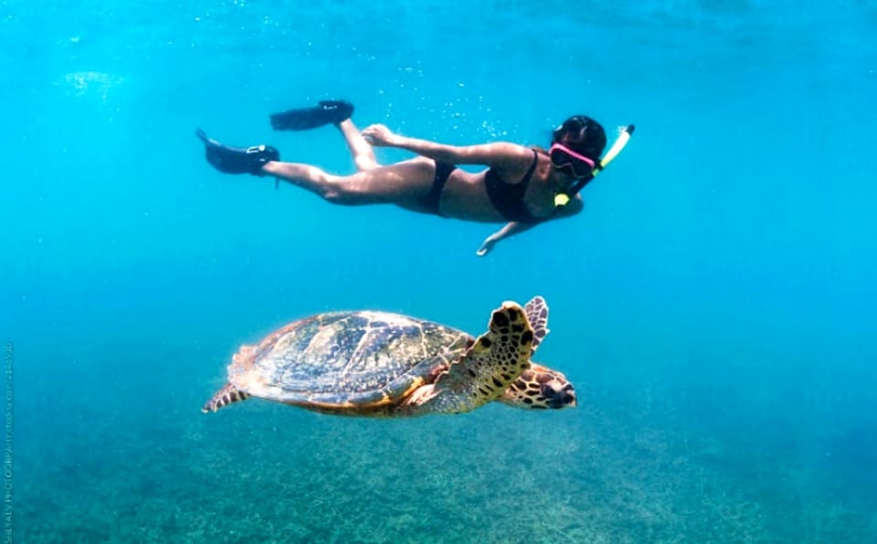 Waikiki: Turtle Snorkeling Cruise With 20FT Jumping Platform - Itinerary and Highlights