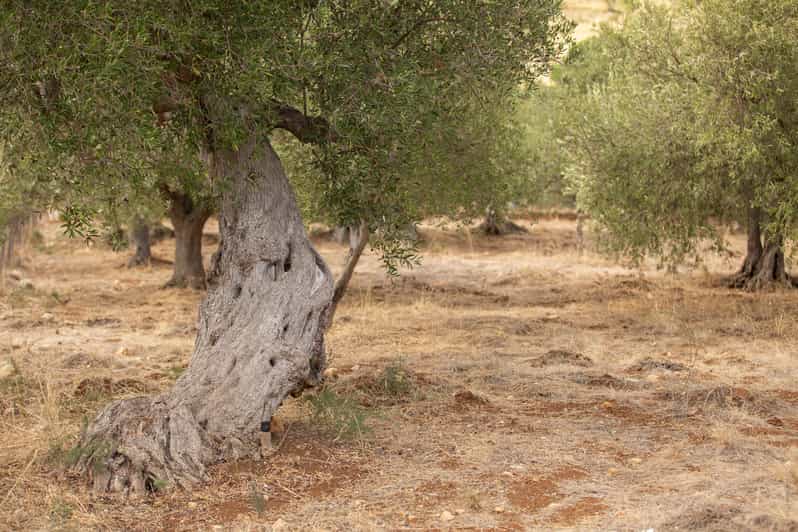 Walk Through the Olive Groves With Tasting - Reservation Details