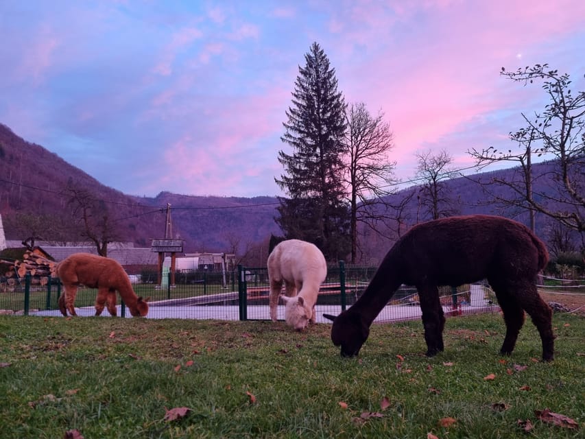 Walking With Alpacas - Domaćija LončNar - Bohinj - Experience Highlights