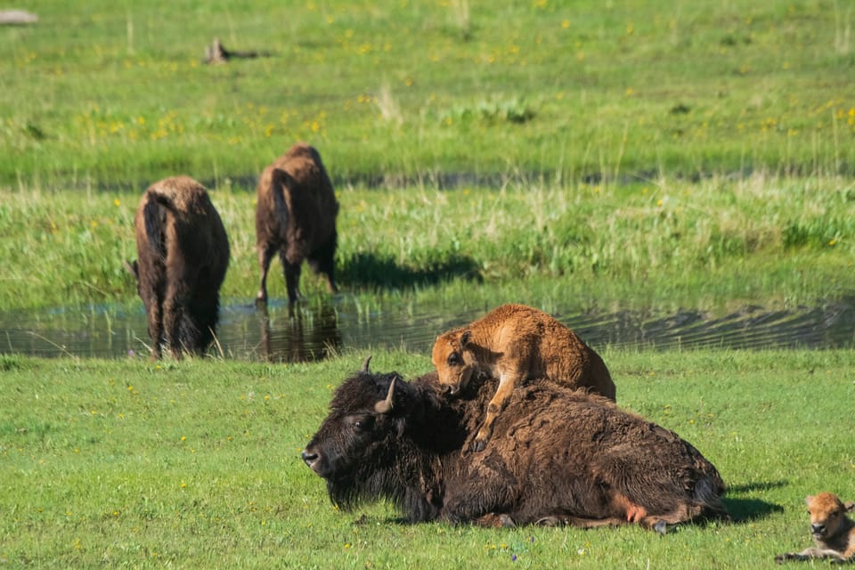 West Yellowstone: National Park Wildlife Tour With Guide - Wildlife Experience Highlights