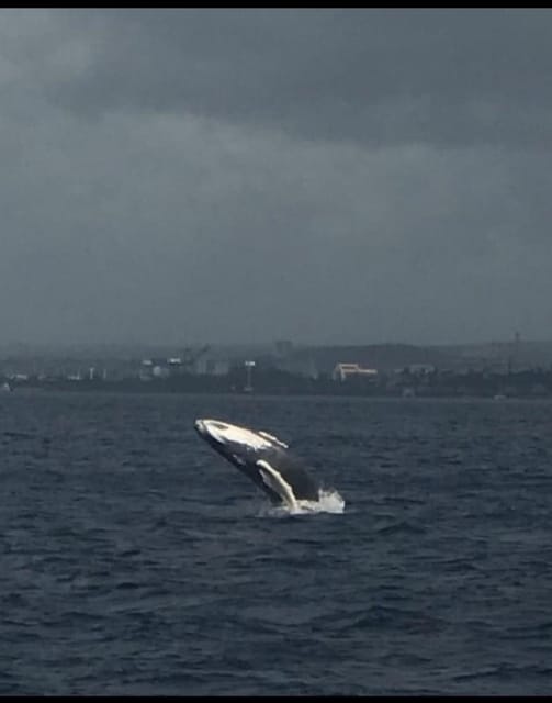 Whale Sail Charter - Onboard Amenities