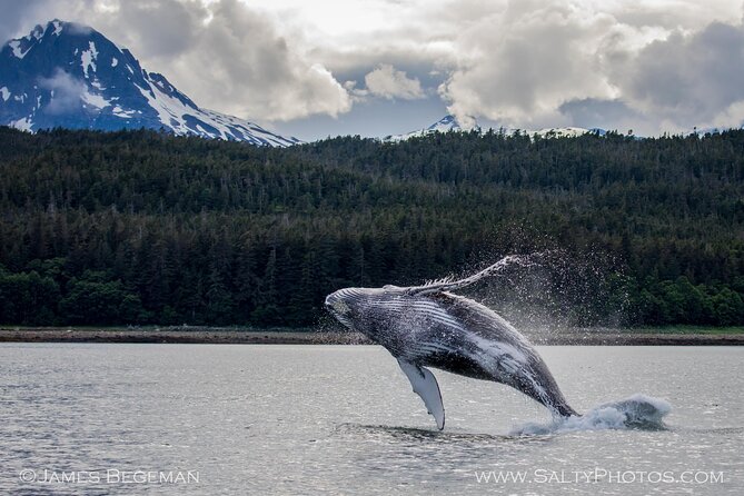 Whale-Watching, Icy Point, Hoonah , Whales, Orca, Killer-Whales. - Unique Tour Features