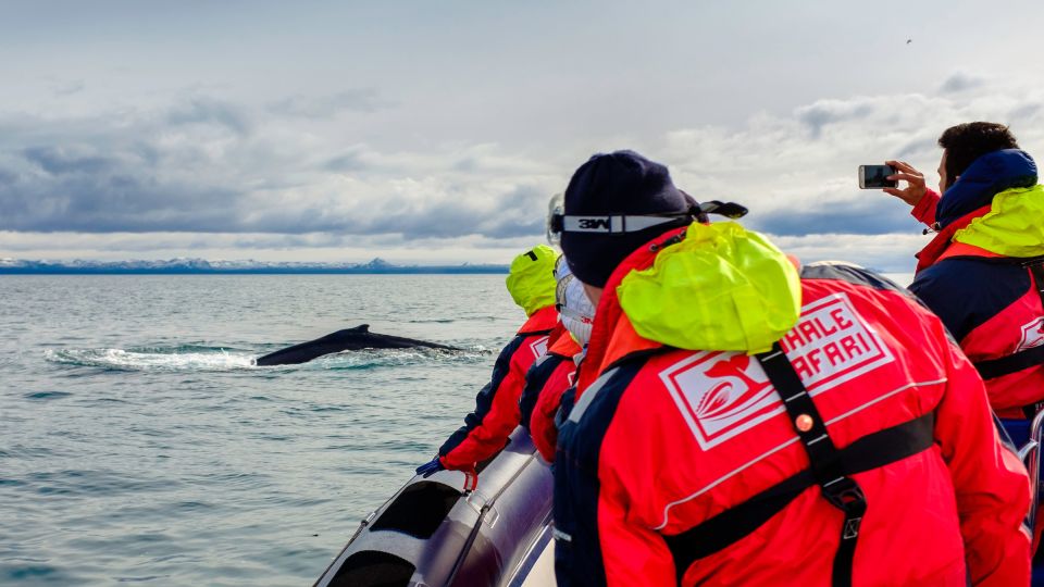 Whale Watching in Reykjavik by Speedboat - Experience and Highlights