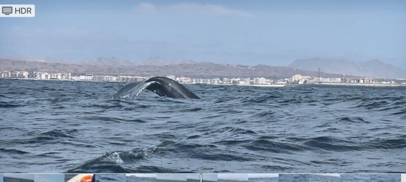 Whale Watching Tour SEASONAL - Experience Highlights