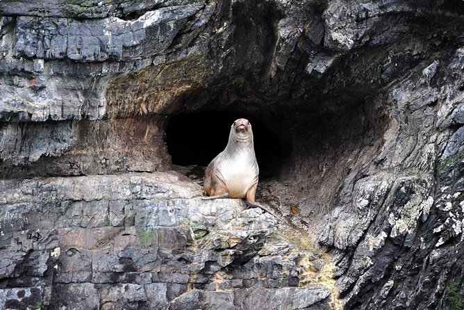 Whales, Penguins & Glaciers Navigation From Punta Arenas - Inclusion Details