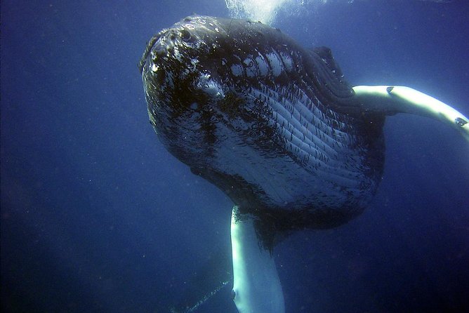 Whales Watching Mirissa - Excursion Details