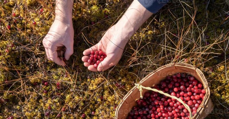 Wild Forest Mushrooms and Berries Picking Tour - Experience Highlights