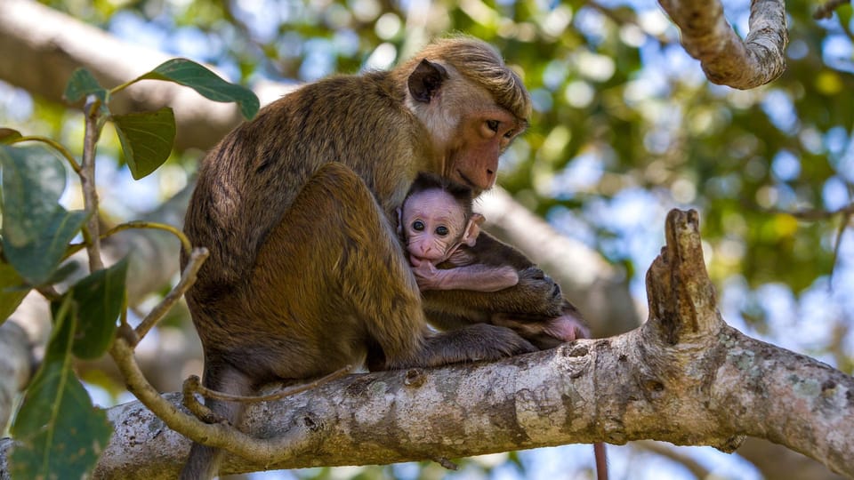 Wilpattu: Jeep Safari Day Tour From Colombo - Booking Information