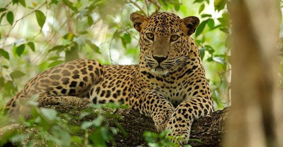 Wilpattu Wildlife Adventure: Day Safari With Picnic Meals - Safari Experience