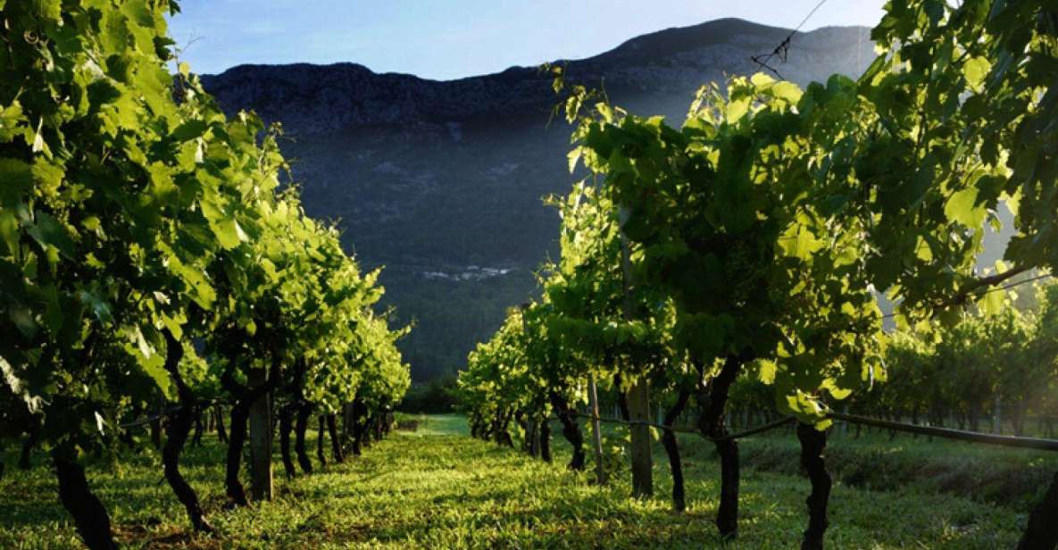 Wine Tasting on Peninsula PelješAc Wine Tour From Dubrovnik - Itinerary Highlights