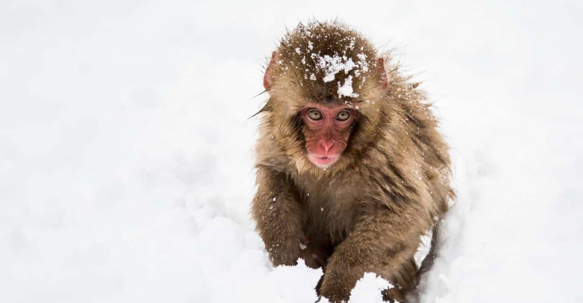 Winter Only From Nozawa Onsen: Snow Monkeys, Zenko-ji & Sake - Snow Monkey Park Experience