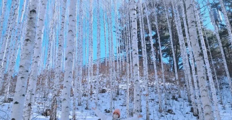 Wondae-ri Birch Forest and In-je Maebawi Icewall Day Tour - Highlights