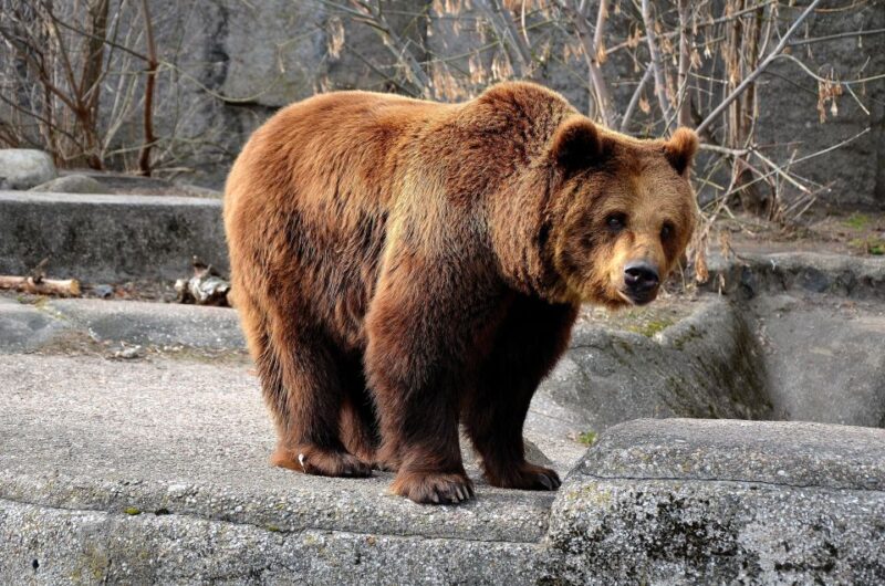 Wroclaw: Zoo With Private Transport and Tickets - Private Transport Features