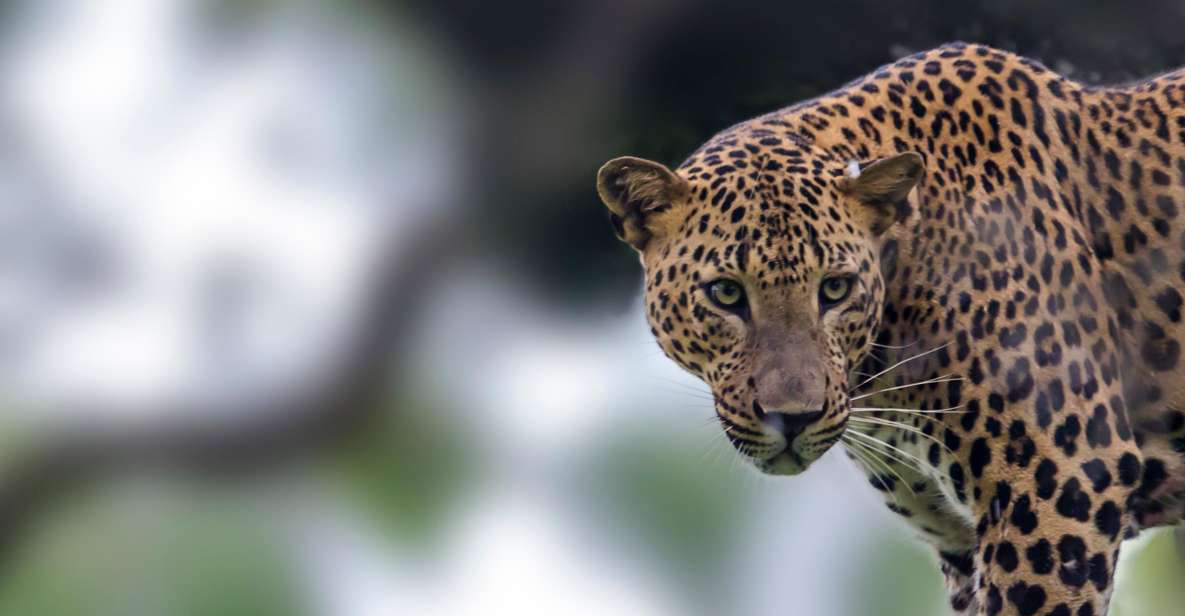 Yala National Park: Leopard Safari Full Day Tour With Lunch - Experience Highlights