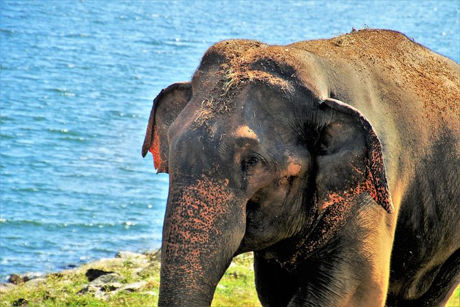 Yala National Park Private Safari - Unique Safari Experience