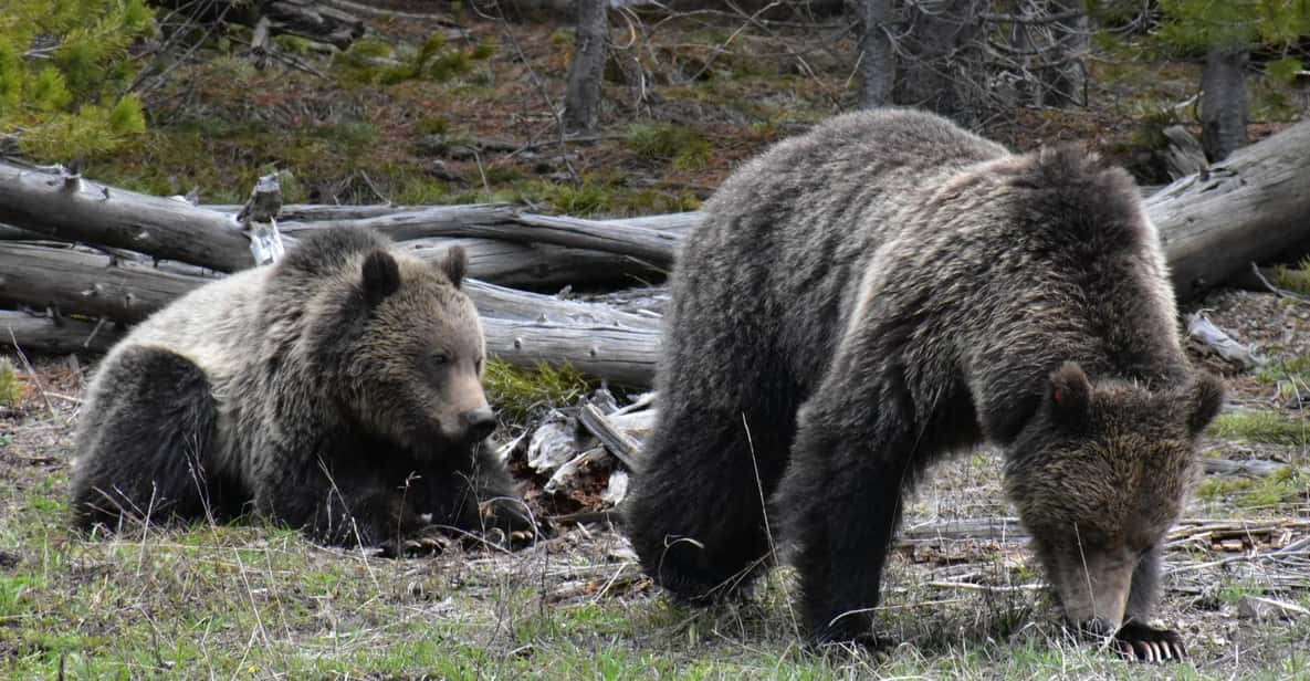 Yellowstone Wildlife Tours: From West Yellowstone Montana - Wildlife Viewing Experience