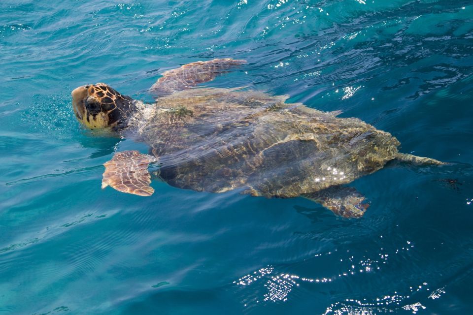 Zakynthos: Guided Boat Tour to Turtle Island With Swimming - Itinerary and Activities